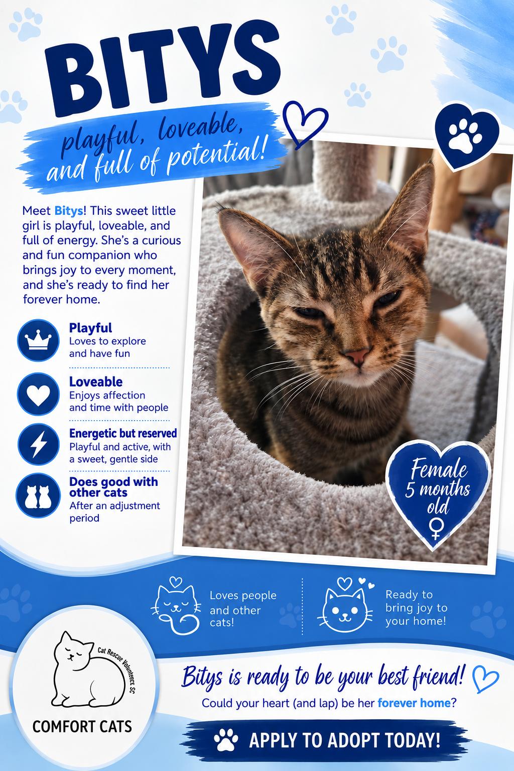 Enlarge Bitys, a Adoptable Domestic Short Hair in Moore, SC image 1/2