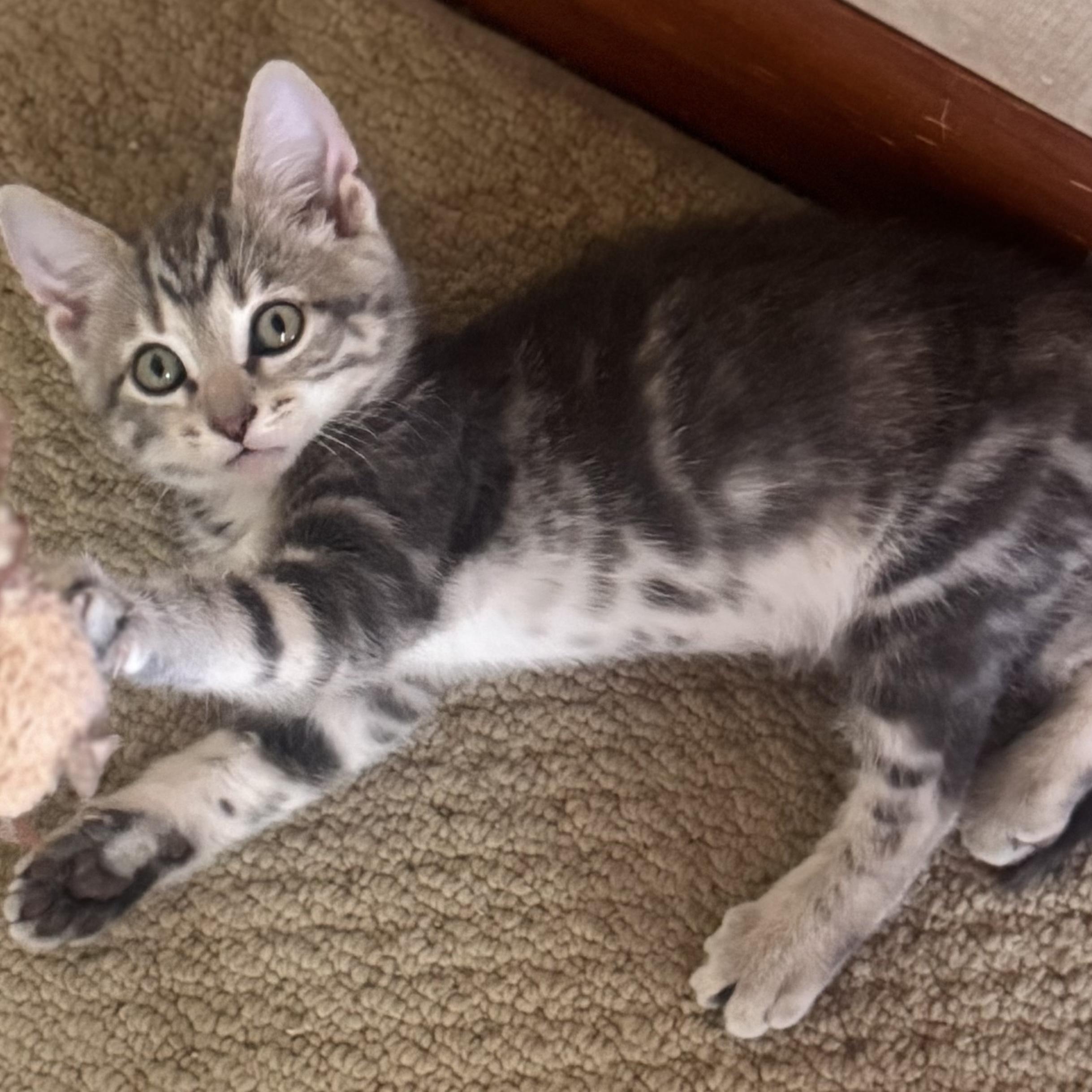 Marsali — thumbnail 4