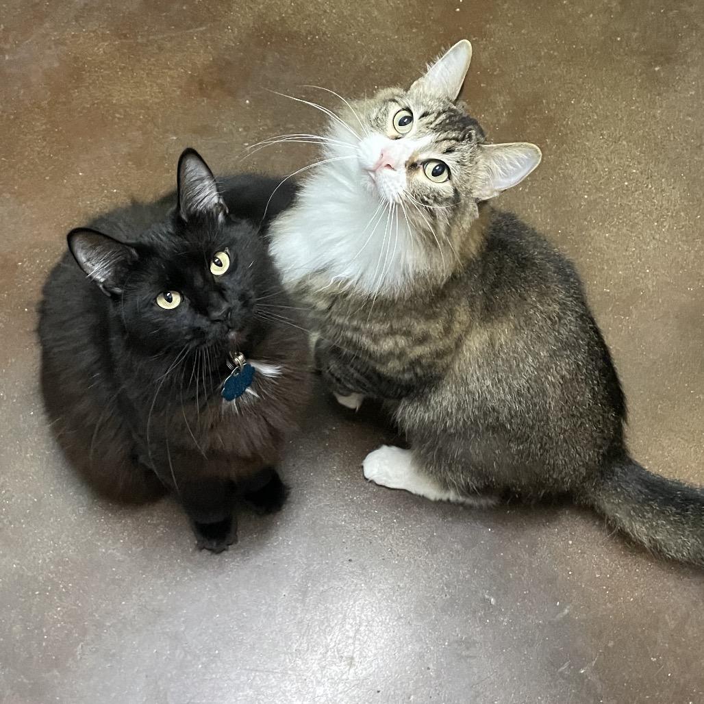 Hey-Hey and Silky, Adoptable, Adult Female Domestic Long Hair.