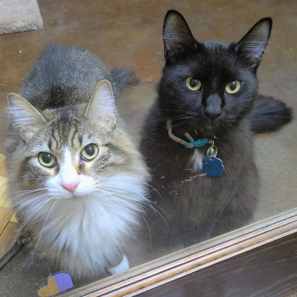 Enlarge Hey-Hey and Silky, a Adoptable Domestic Long Hair in Springfield, MO image 2/6