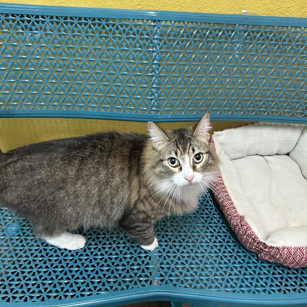 Hey-Hey, Adoptable, Adult Female Domestic Long Hair.