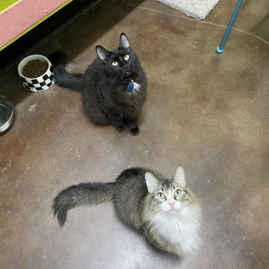 Enlarge Hey-Hey and Silky, a Adoptable Domestic Long Hair in Springfield, MO image 4/6