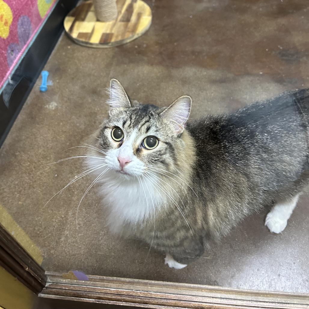 Enlarge Hey-Hey and Silky, a Adoptable Domestic Long Hair in Springfield, MO image 5/6