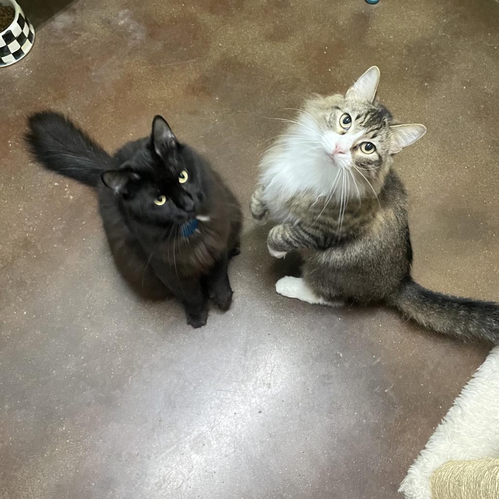 Enlarge Hey-Hey and Silky, a Adoptable Domestic Long Hair in Springfield, MO image 6/6