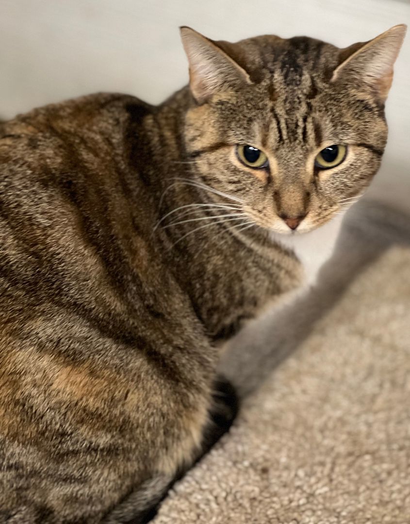 Saphire, Adoptable, Adult Female Torbie.