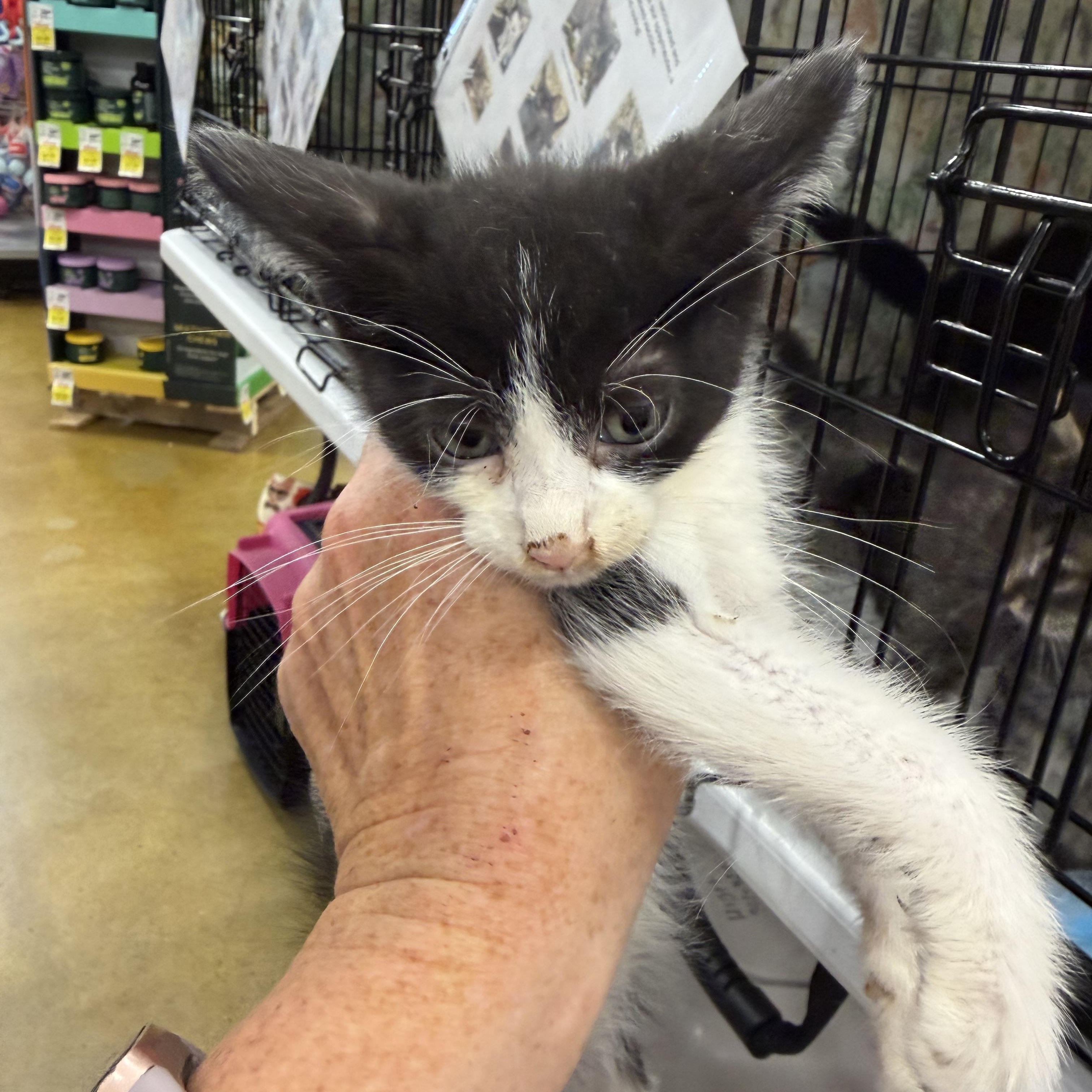 Lana, a ADOPTABLE Domestic Short Hair in Bridgeton, NC image 3/3