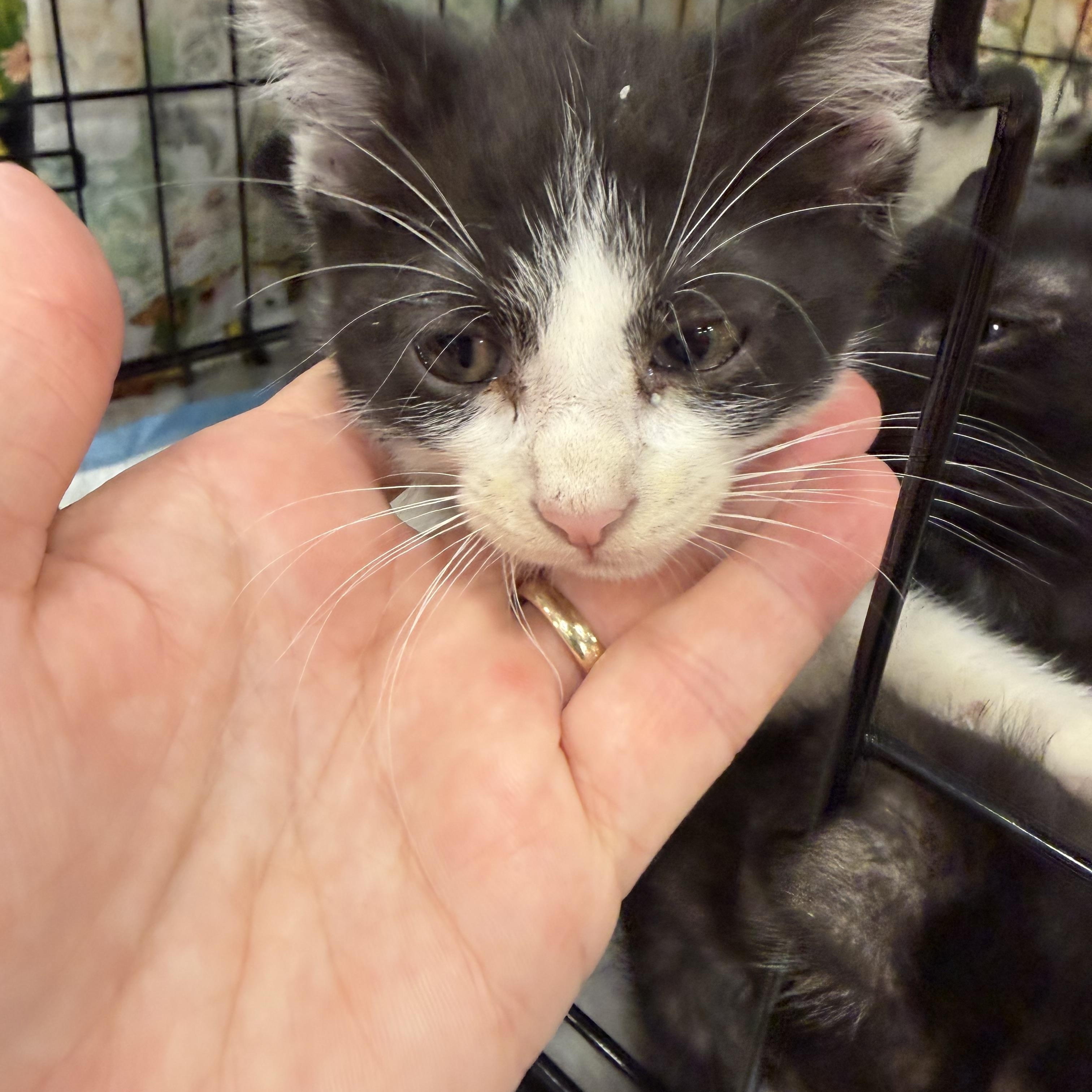 Lana, a ADOPTABLE Domestic Short Hair in Bridgeton, NC image 2/3