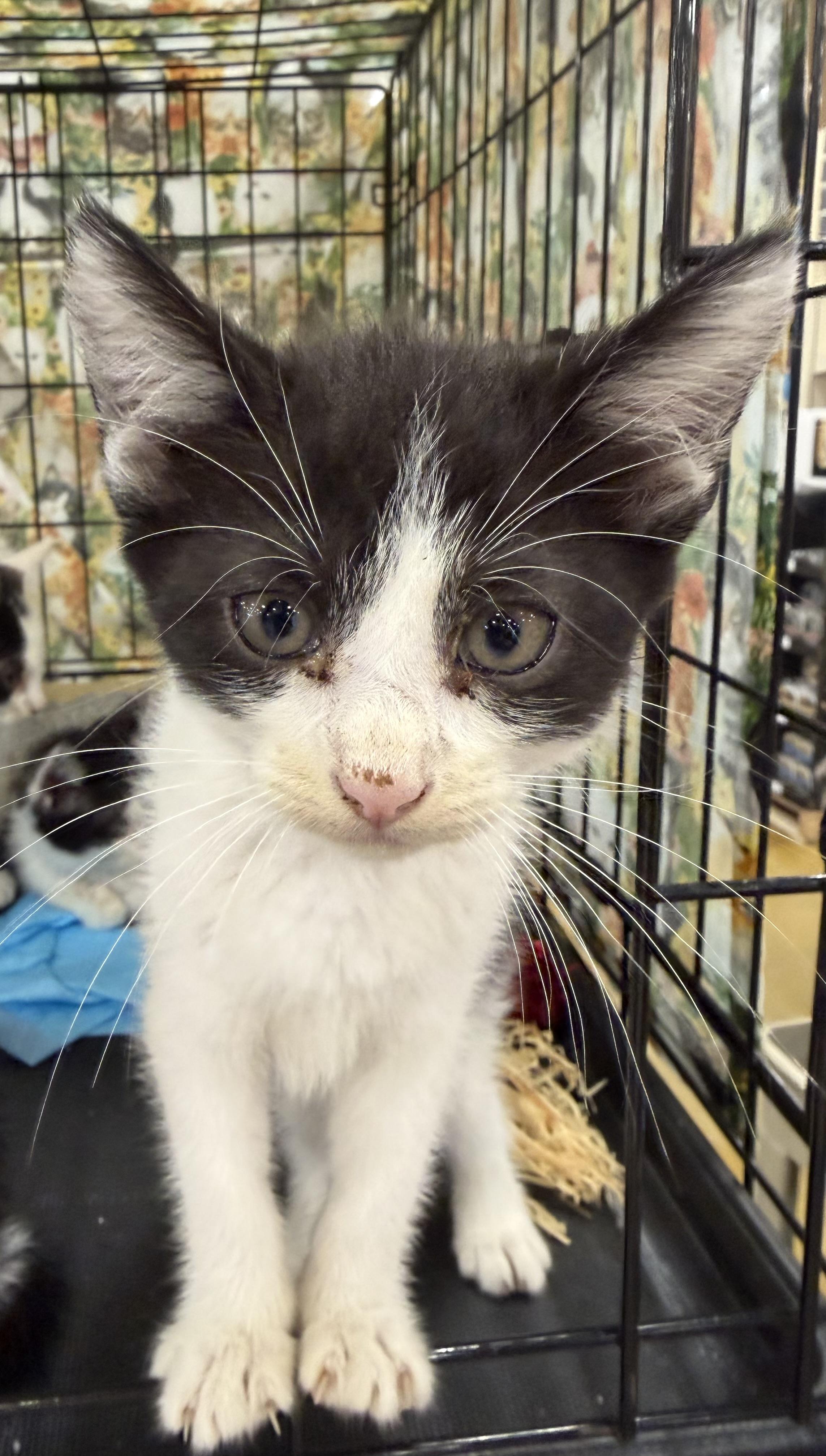 Lana, ADOPTABLE, Kitten Female Domestic Short Hair.
