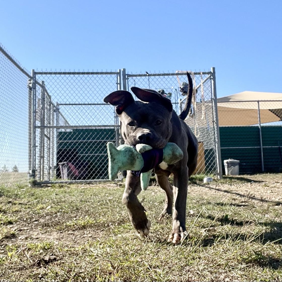 Enlarge Kano, a Adopted Mixed Breed in Georgetown, TX image 3/6
