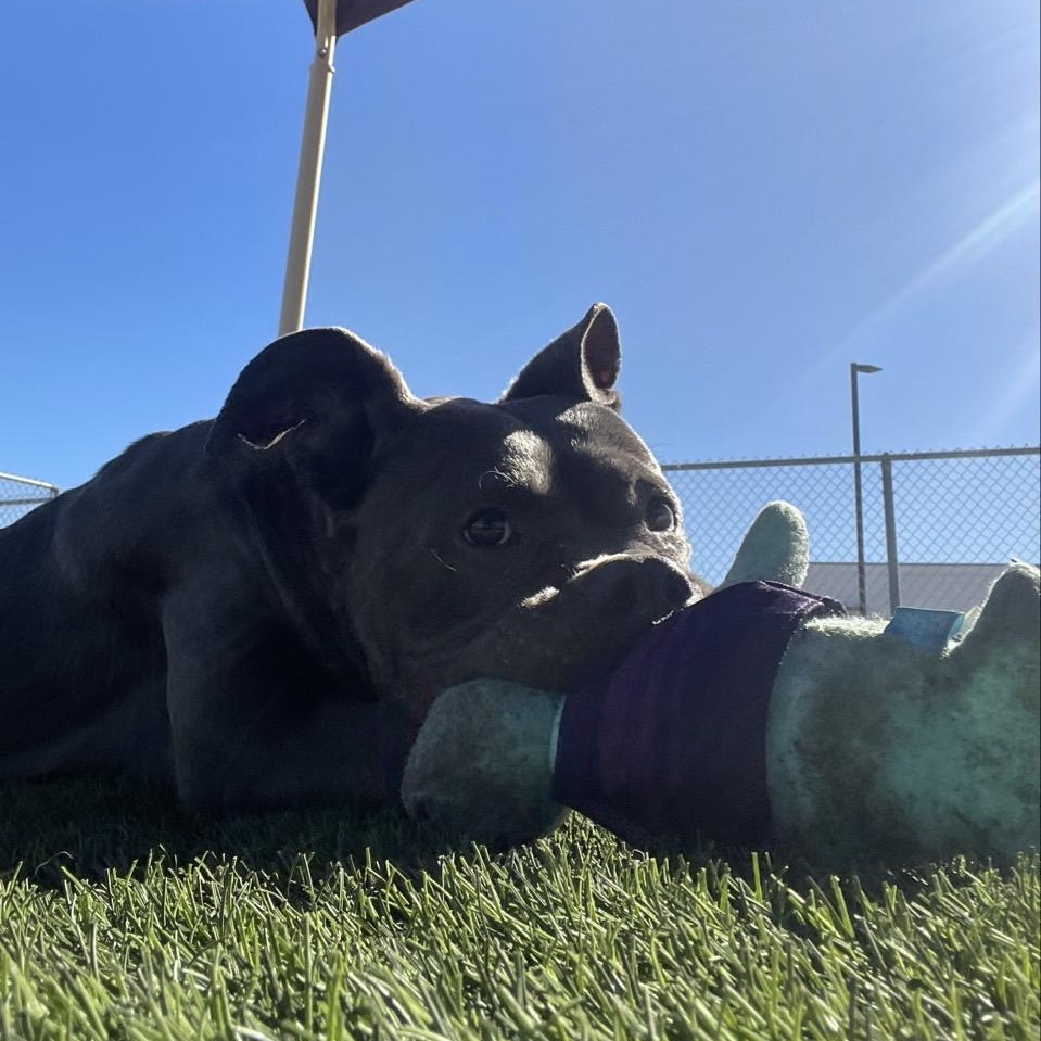 Enlarge Kano, a Adopted Mixed Breed in Georgetown, TX image 4/6
