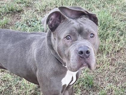 Enlarge Kano, a Adopted Mixed Breed in Georgetown, TX image 2/6