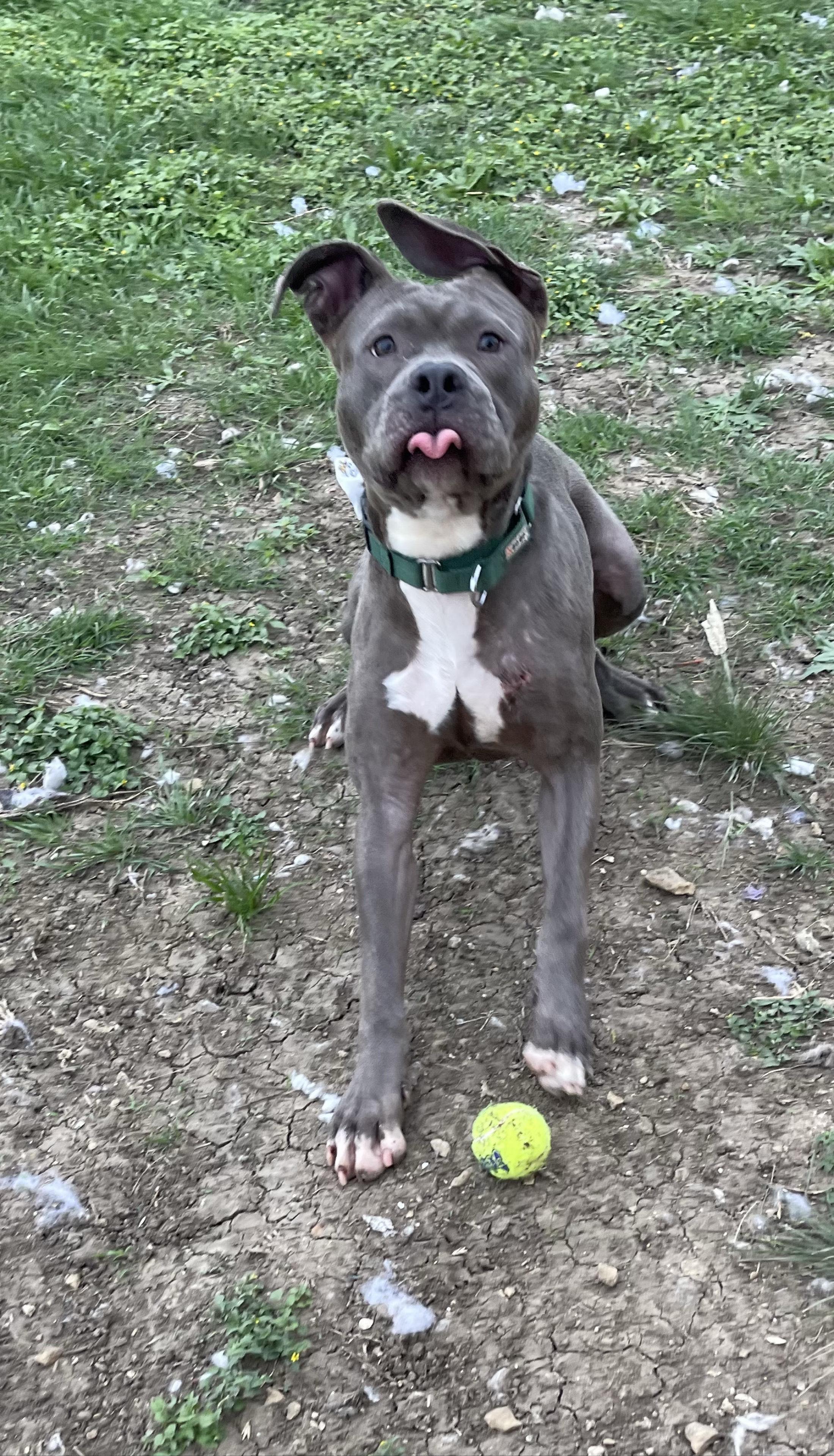 Kano, Adopted, Adult Male Mixed Breed.
