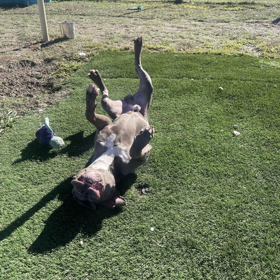Enlarge Kano, a Adopted Mixed Breed in Georgetown, TX image 5/6