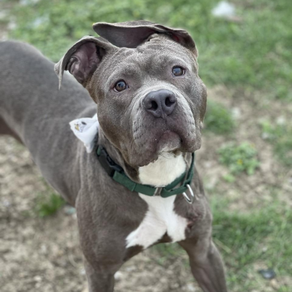 Enlarge Kano, a Adopted Mixed Breed in Georgetown, TX image 6/6
