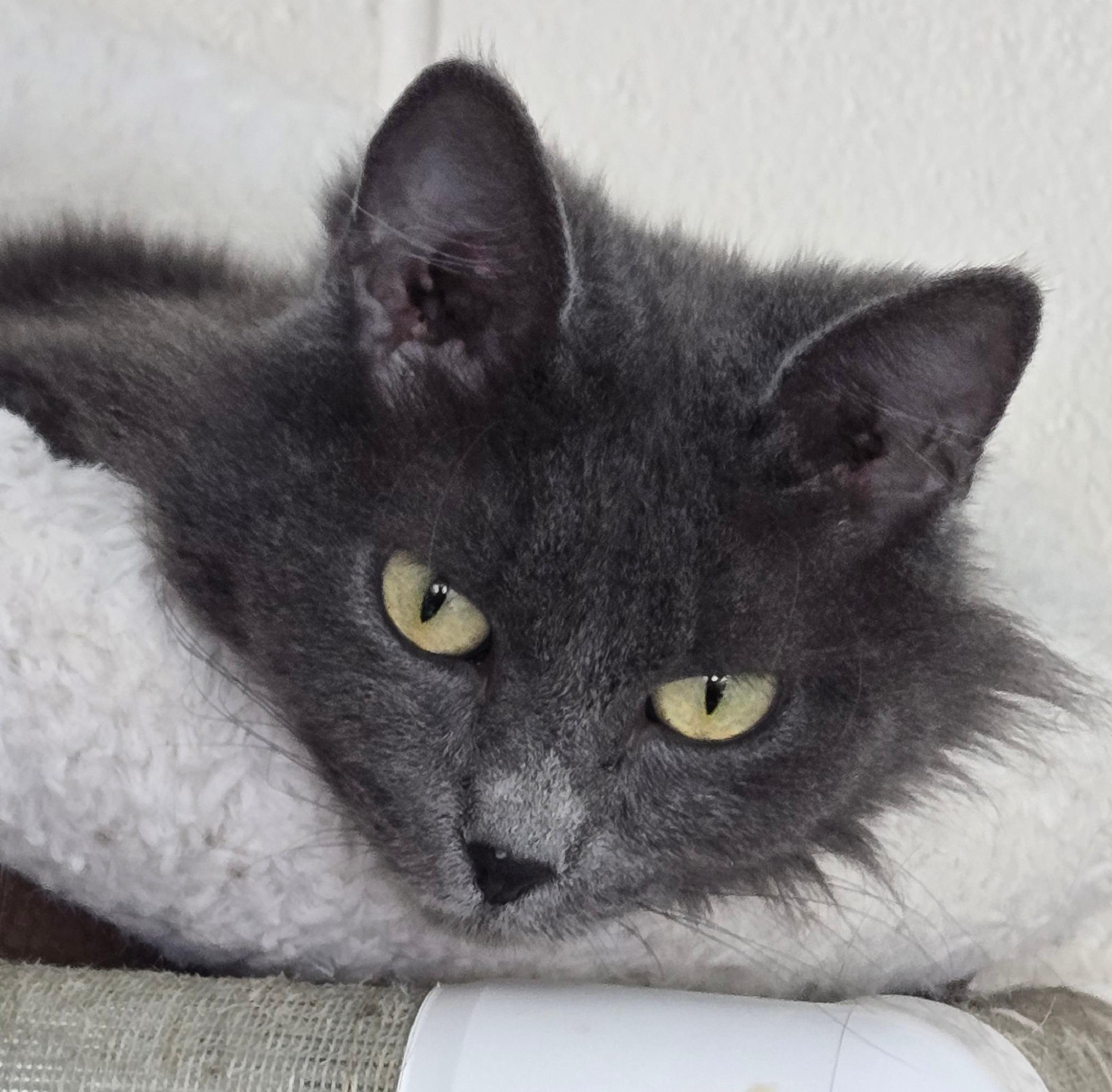 Freedom, ADOPTABLE, Adult Female Domestic Medium Hair.