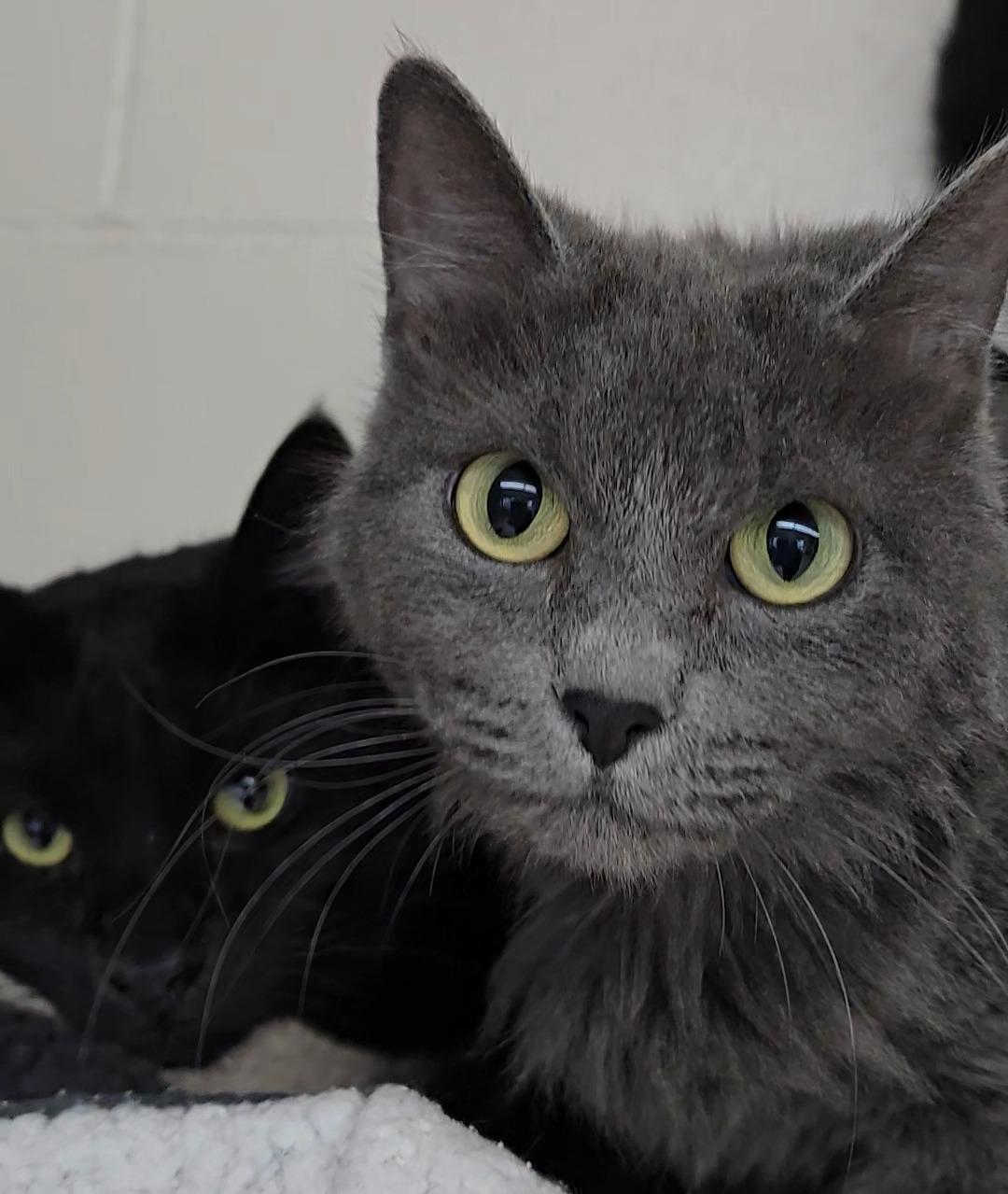 Freedom, a ADOPTABLE Domestic Medium Hair in Long Beach, WA image 3/3
