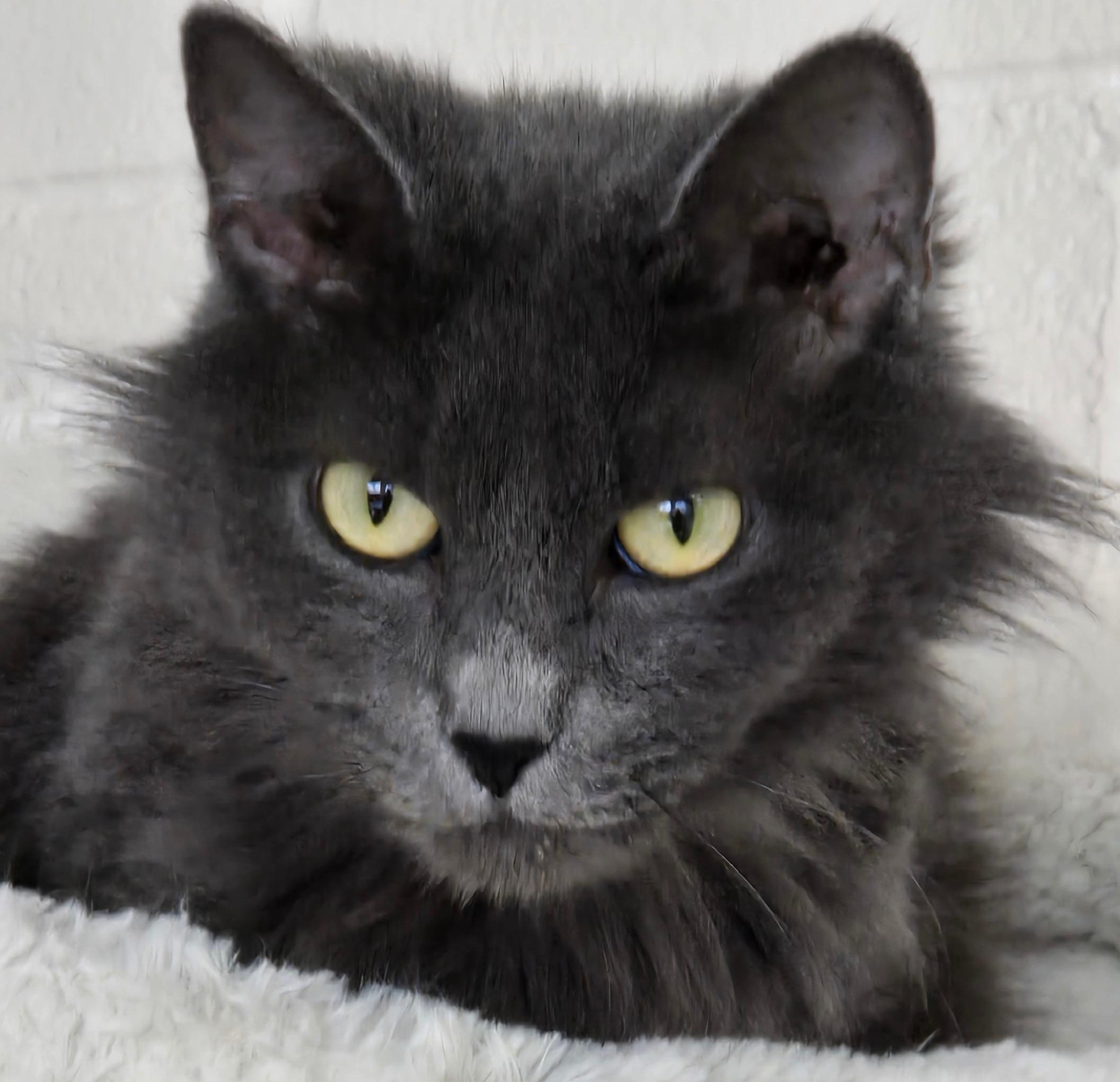 Freedom, a ADOPTABLE Domestic Medium Hair in Long Beach, WA image 2/3