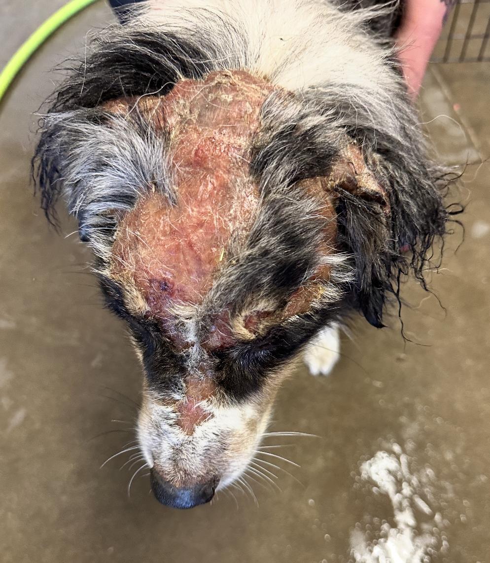 Enlarge Georgie, a Adoptable Australian Shepherd in Arlington, TX image 2/6