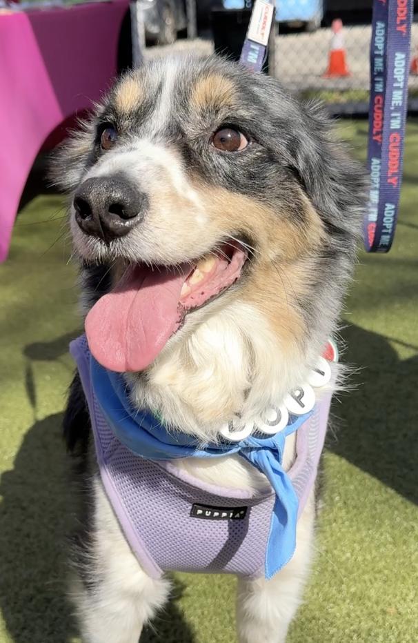 Enlarge Georgie, a Adoptable Australian Shepherd in Arlington, TX image 4/6
