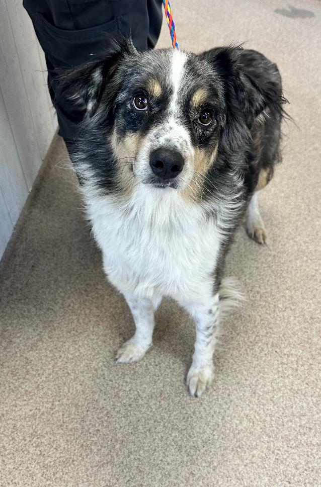 Enlarge Georgie, a Adoptable Australian Shepherd in Arlington, TX image 1/6