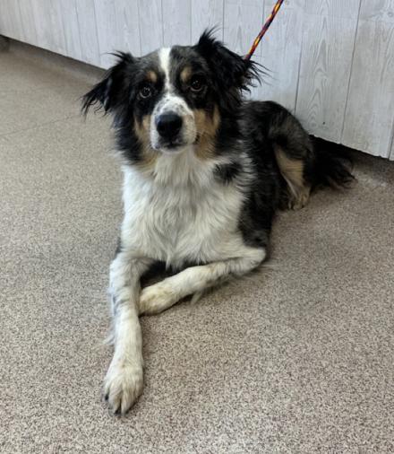 Enlarge Georgie, a Adoptable Australian Shepherd in Arlington, TX image 2/6