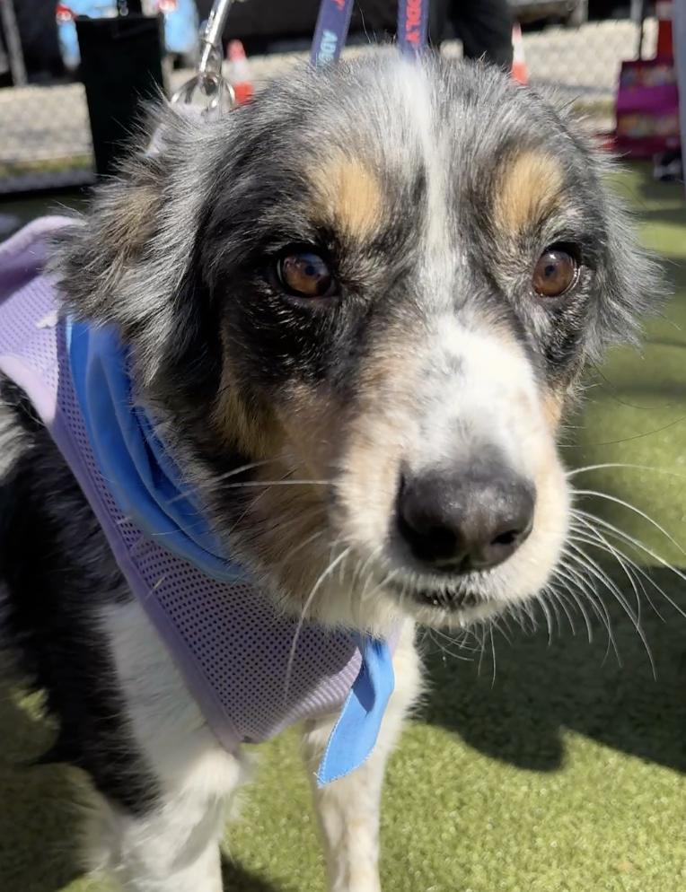 Enlarge Georgie, a Adoptable Australian Shepherd in Arlington, TX image 5/6