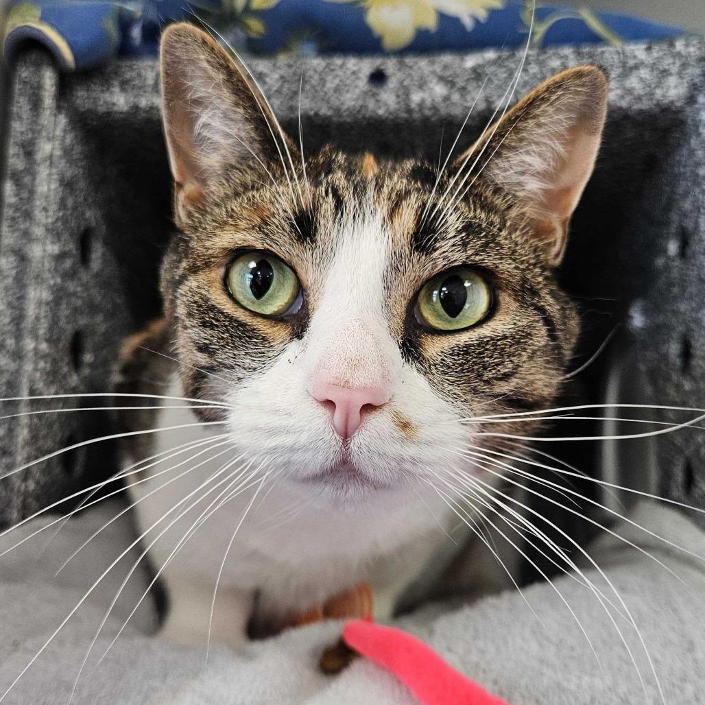 Lily, Adoptable, Adult Female Domestic Short Hair.