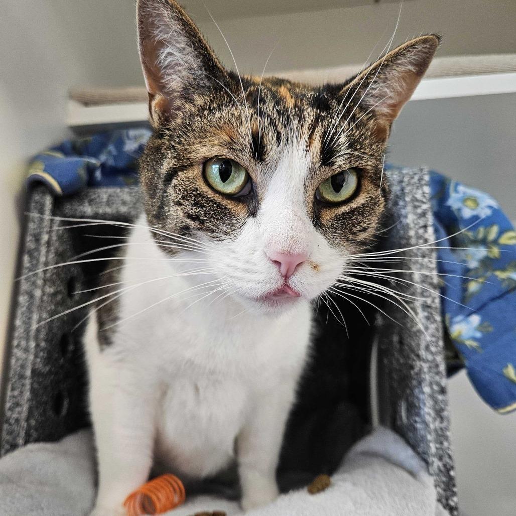 Lily, a Adoptable Domestic Short Hair in Dover, NH image 2/6