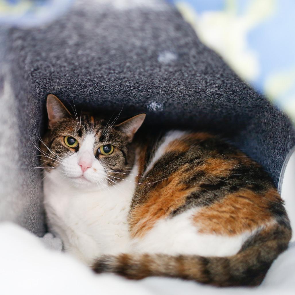 Lily, a Adoptable Domestic Short Hair in Dover, NH image 3/6