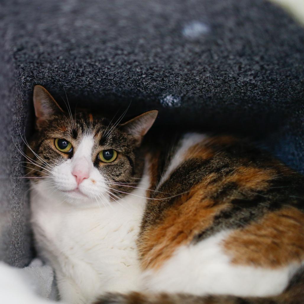 Lily, a Adoptable Domestic Short Hair in Dover, NH image 4/6