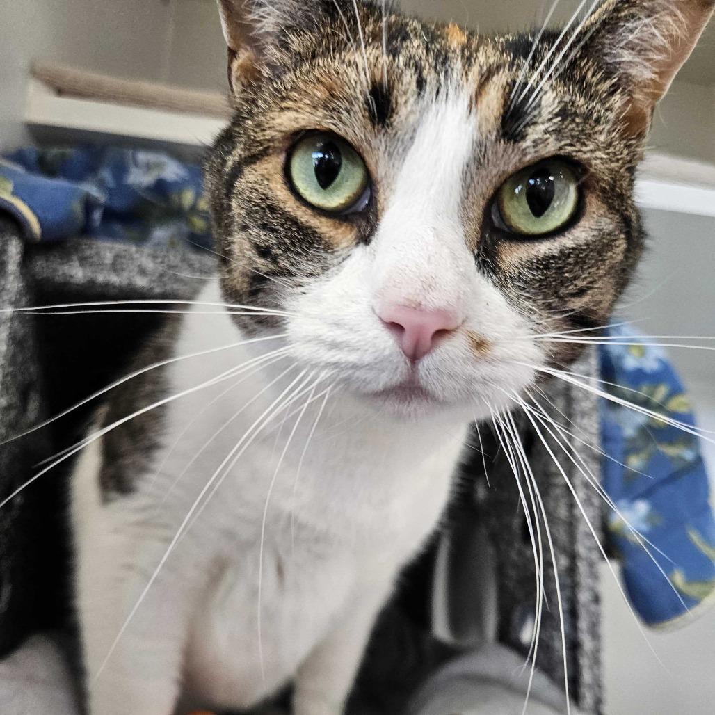 Lily, a Adoptable Domestic Short Hair in Dover, NH image 5/6