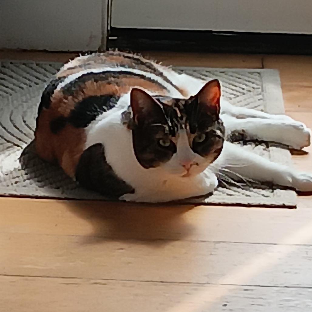 Lily, a Adoptable Domestic Short Hair in Dover, NH image 6/6