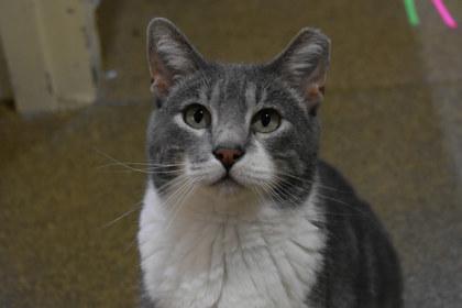 Peter, Adoptable, Adult Male Domestic Short Hair & Domestic Short Hair.