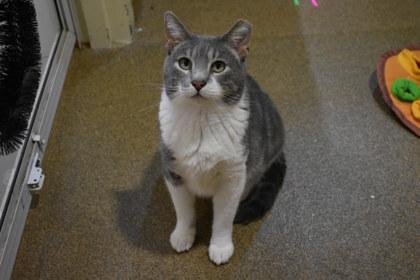 Enlarge Peter, a Adoptable mixed breed in Kansas City, MO image 2/3