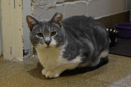 Enlarge Peter, a Adoptable mixed breed in Kansas City, MO image 3/3