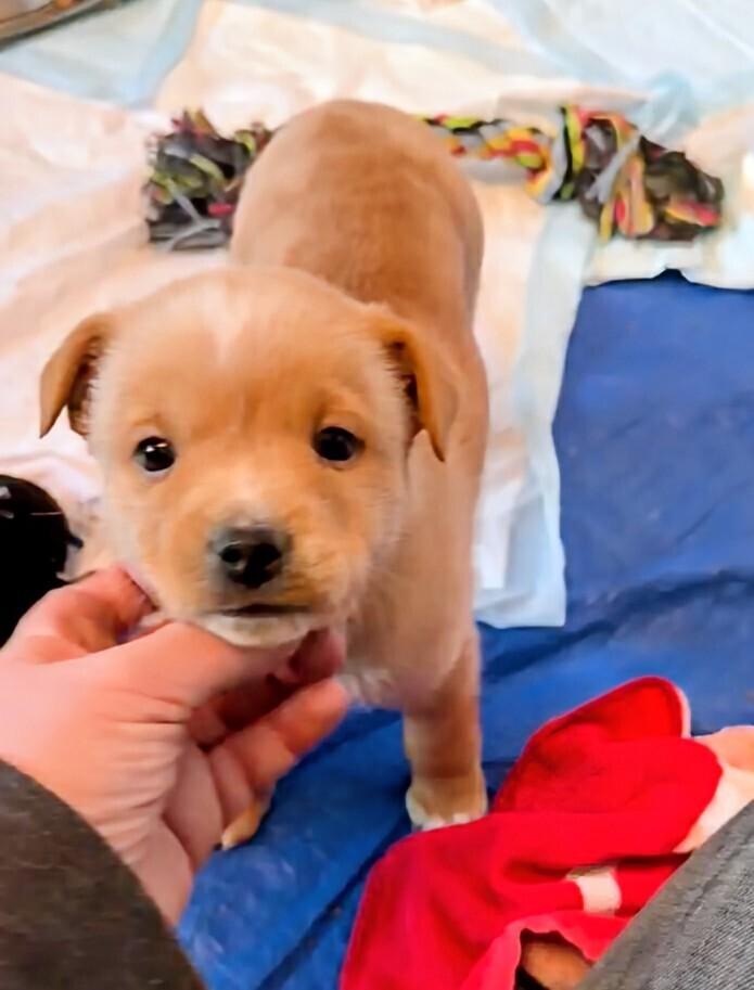 Charles, Adoptable, Puppy Male Corgi & Australian Shepherd.