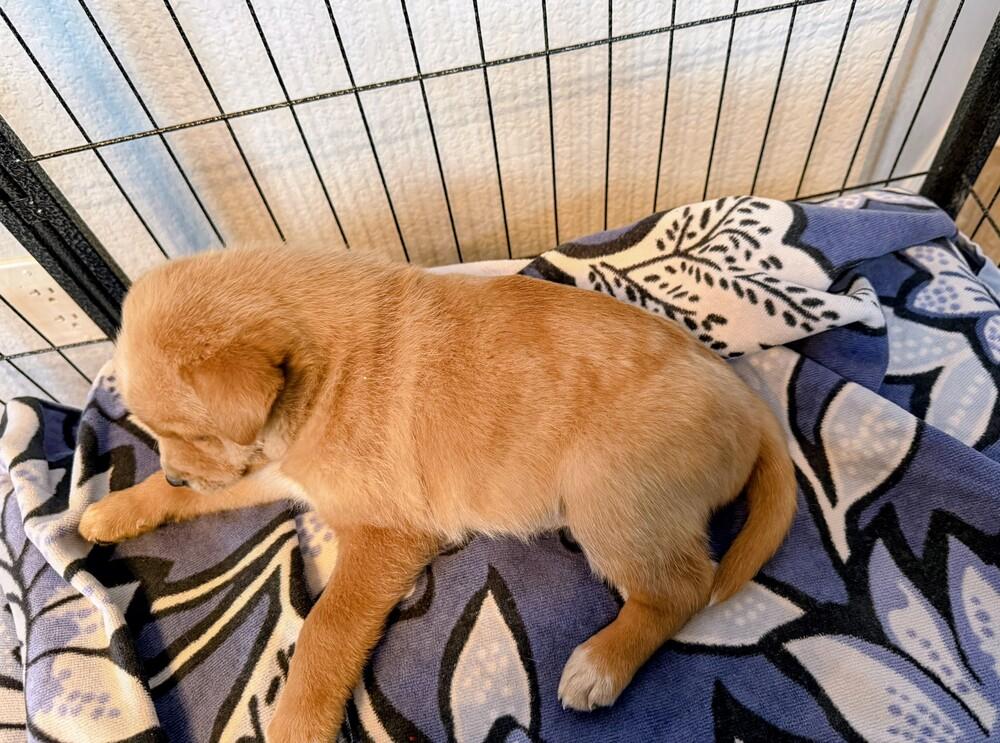 Enlarge Charles, a Adoptable mixed breed in Evergreen, CO image 2/5