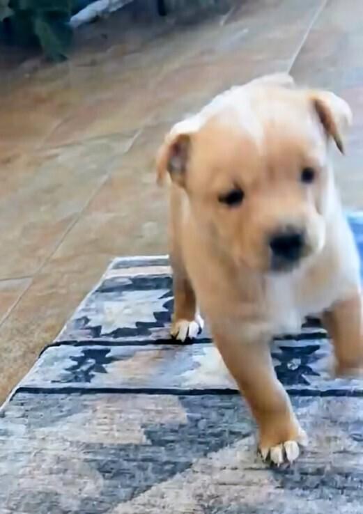 Enlarge Charles, a Adoptable mixed breed in Evergreen, CO image 5/5