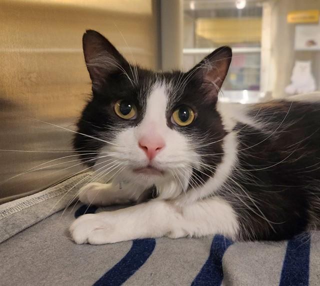 Enlarge OREO, a Adoptable Domestic Long Hair in St. Louis, MO image 1/1