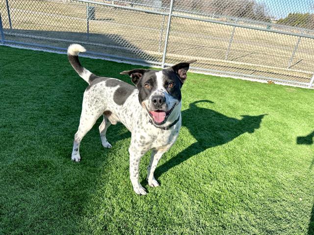 OZZY, Adoptable, Adult Male Australian Cattle Dog / Blue Heeler & Mixed Breed.