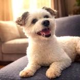 Bogie, Adoptable, Adult Male Maltese.