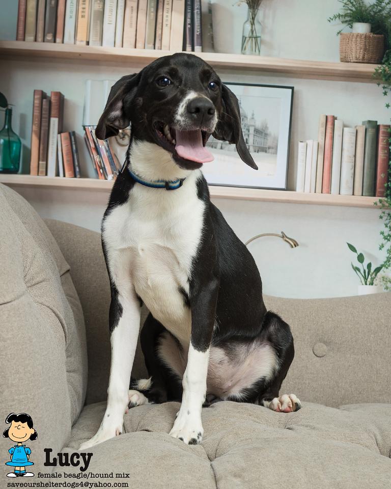 Lucy, Adoptable, Young Female Beagle & Hound.