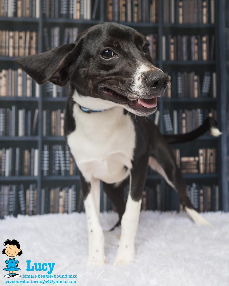 Lucy, a Adoptable mixed breed in Covington, KY image 2/5