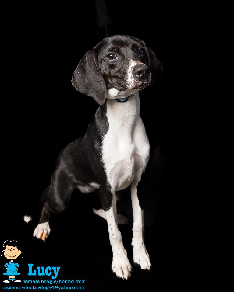 Lucy, a Adoptable mixed breed in Covington, KY image 3/5