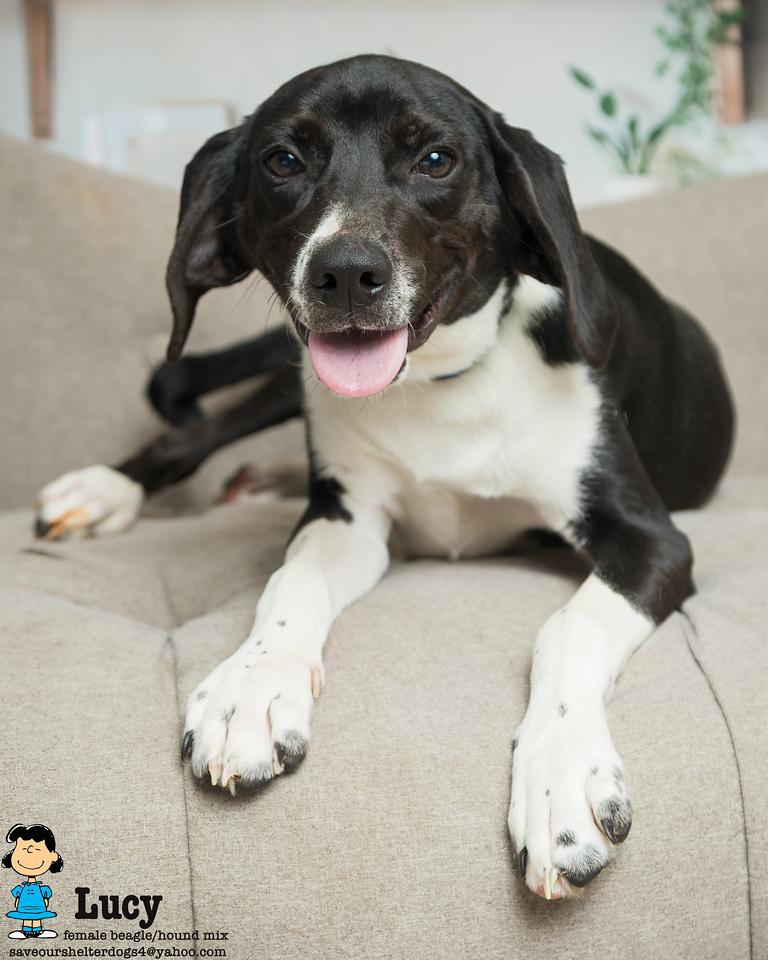 Lucy, Adoptable, Young Female Beagle & Hound.