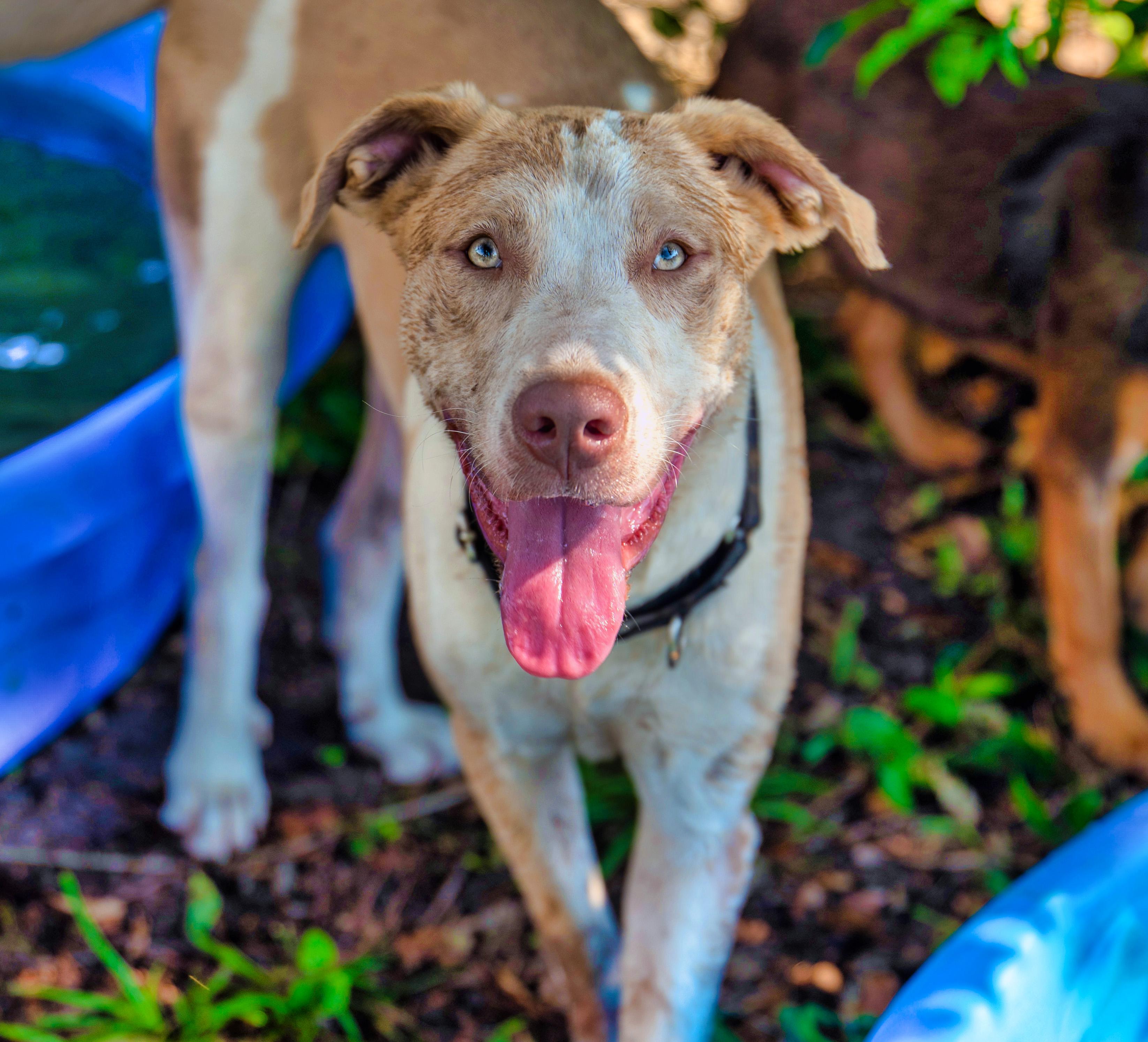 Rose, Adopted, Young Female Catahoula Leopard Dog.