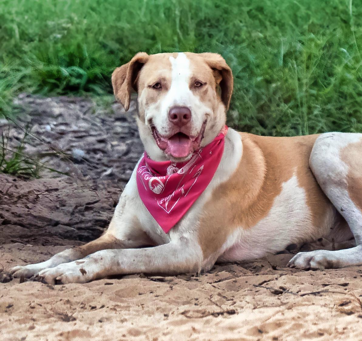 Enlarge Rose, a Adopted mixed breed in Bentonville, AR image 4/6