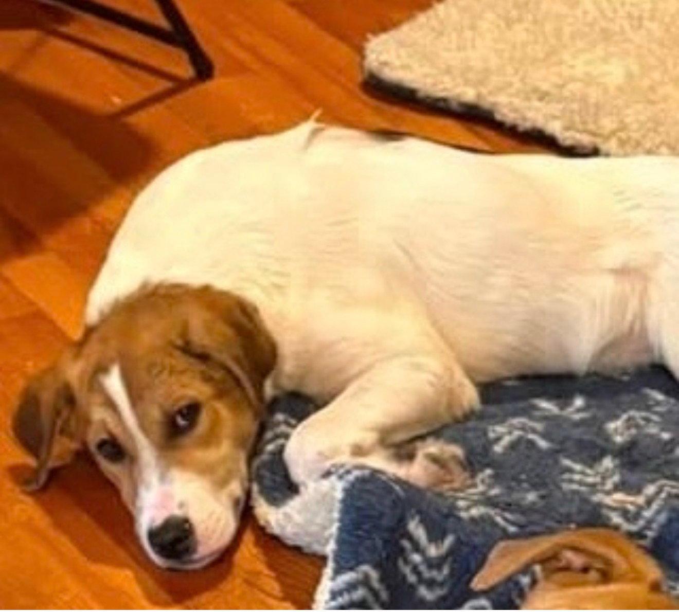 Stormy, Adoptable, Young Male Anatolian Shepherd.