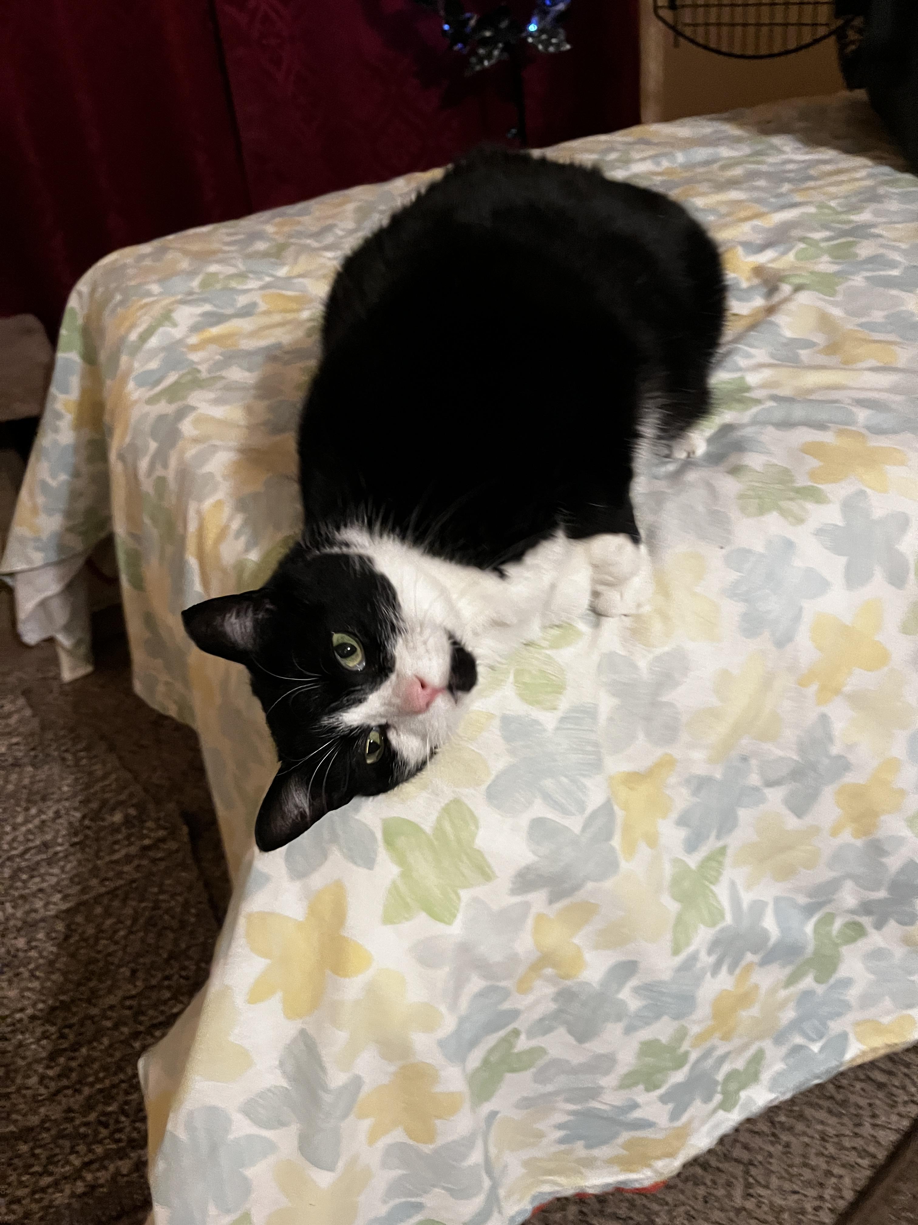 Enlarge Thelma, a Adoptable mixed breed in Greensboro, NC image 4/6