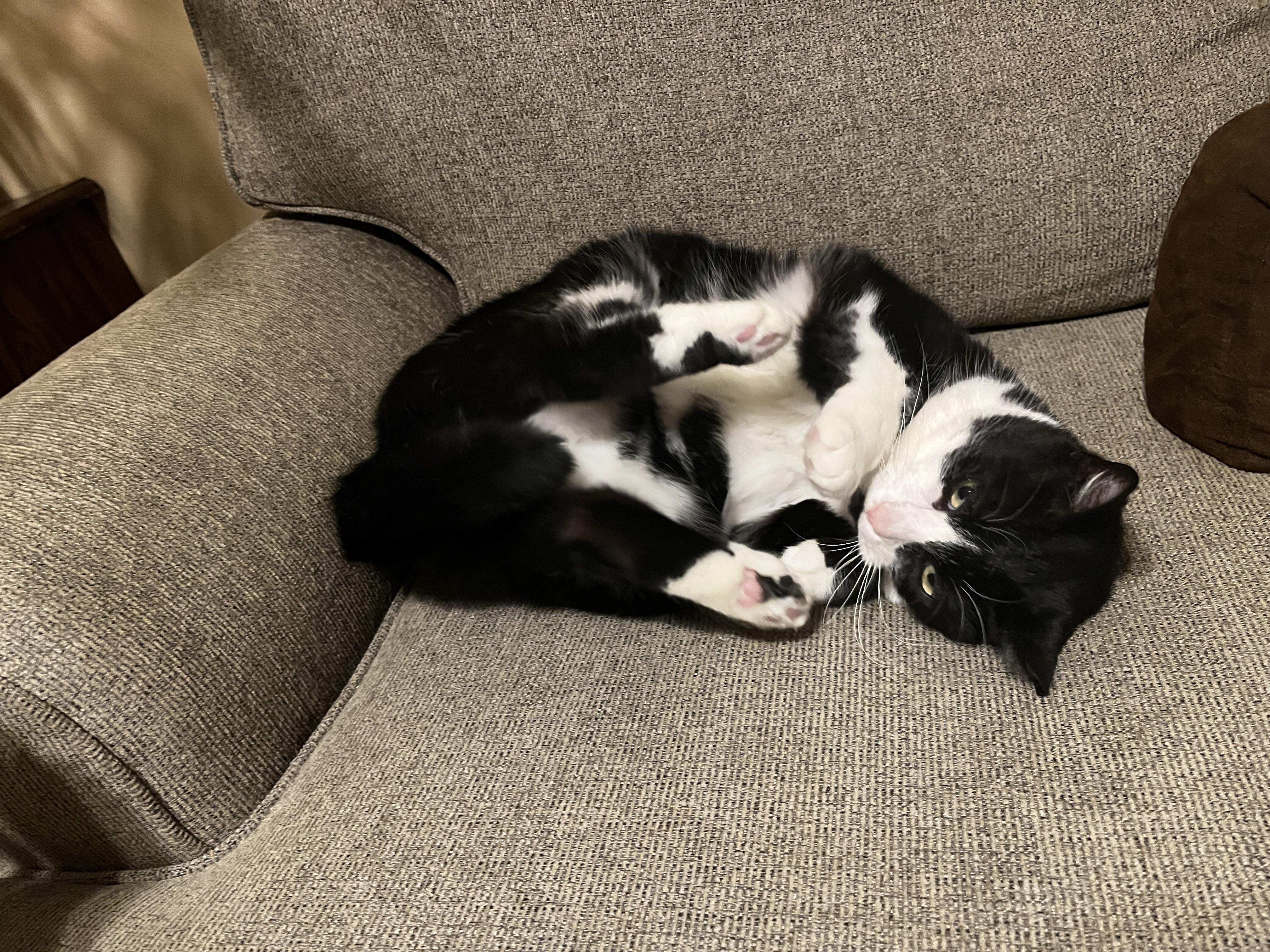 Enlarge Thelma, a Adoptable mixed breed in Greensboro, NC image 3/6